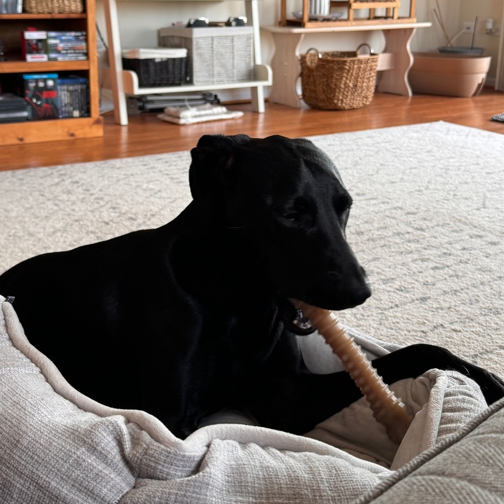 Dog bone